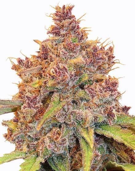 Purple Thai Regular Seeds