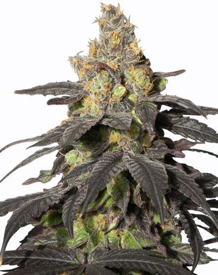 Purple Urkle Feminized Seeds