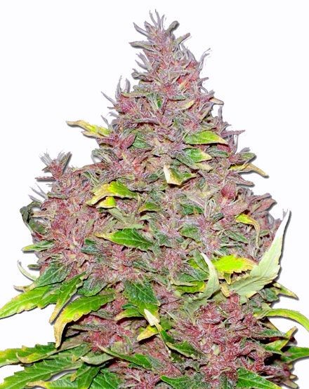 Purple Widow Regular Seeds
