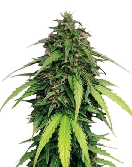 Ringo's Gift Autoflower Seeds