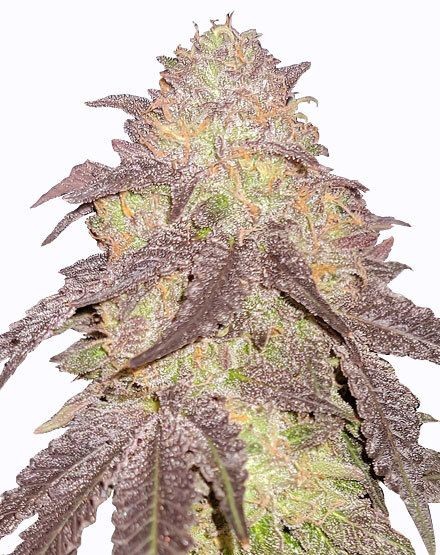 Runtz Autoflower Seeds