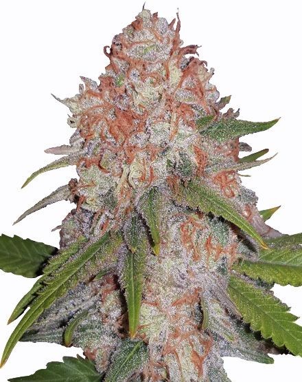 Runtz Feminized Seeds