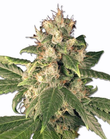Sensi Kush Regular Seeds