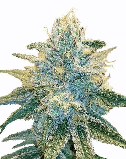 Silver Haze Autoflower Seeds