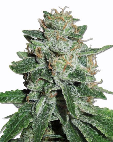 Skunk #1 Regular Seeds