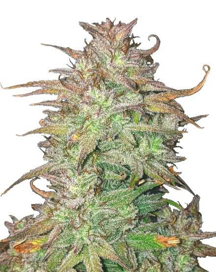 Skywalker OG Autoflower Seeds