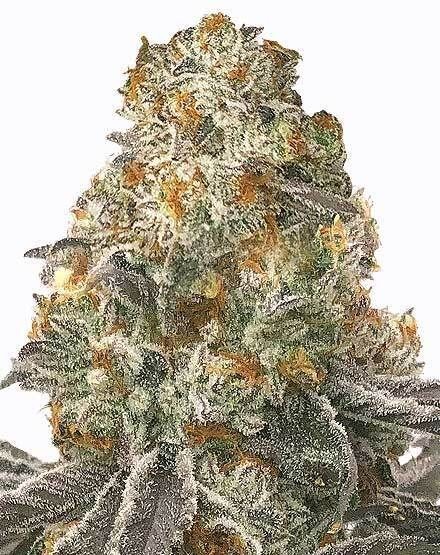 Slurricane Feminized Seeds