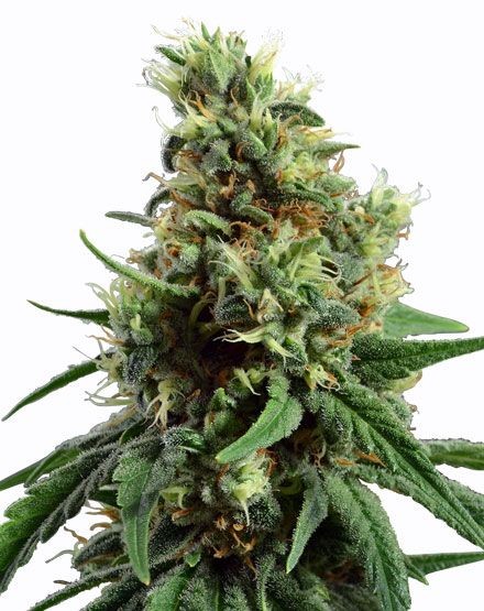 Sour Diesel Autoflower Seeds