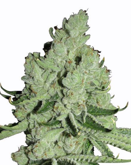 Sour Diesel Feminized Seeds