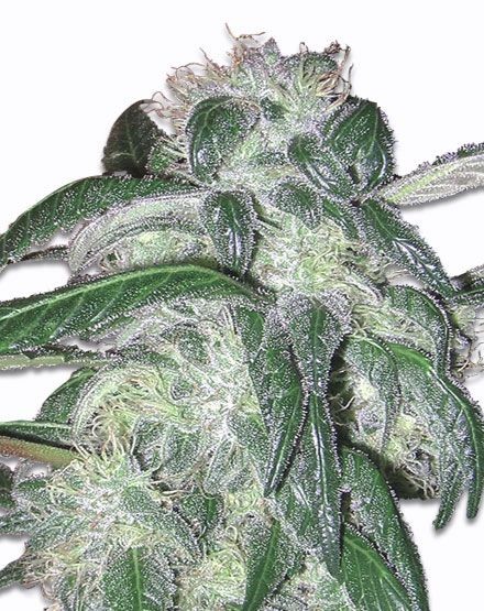 Sour Grape Kush Regular Seeds