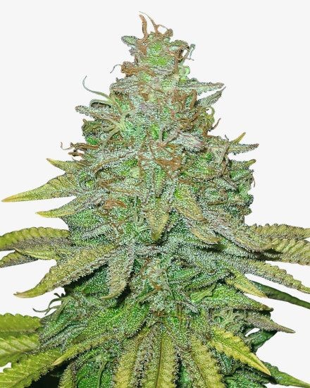 Sour OG Feminized Seeds