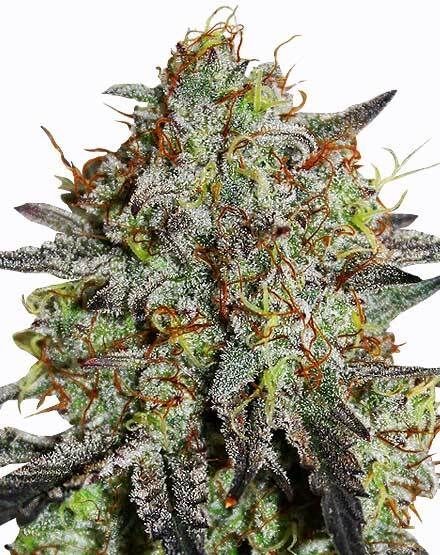Stardawg Regular Seeds