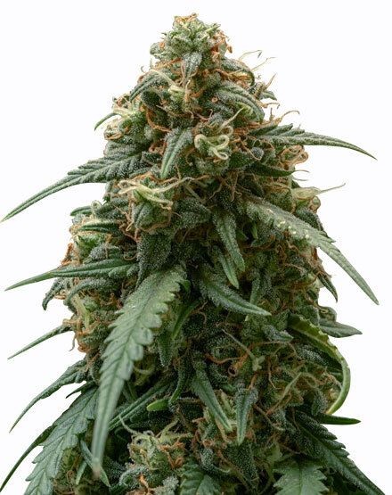 Strawberry Banana Feminized Seeds