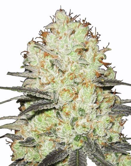 Strawberry Cough Feminized Seeds