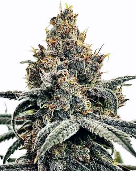 Sundae Driver Feminized Seeds