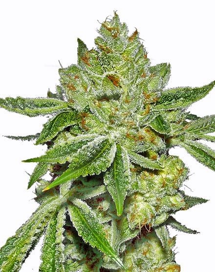 Super Lemon Diesel Feminized Seeds