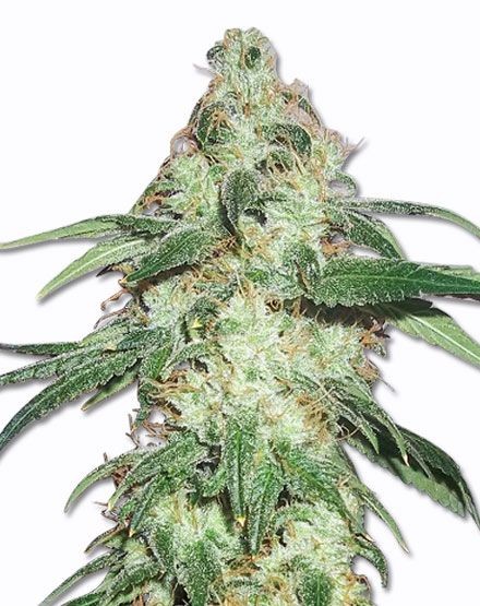 Super Skunk Regular Seeds