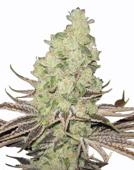 Super Sour Berry Feminized Seeds