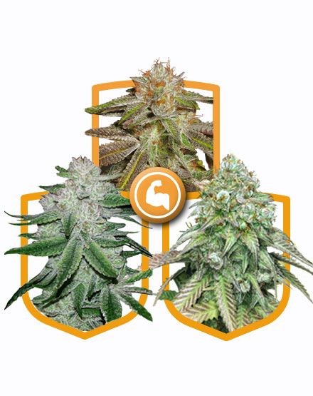 Super Strong Feminized Seed Pack