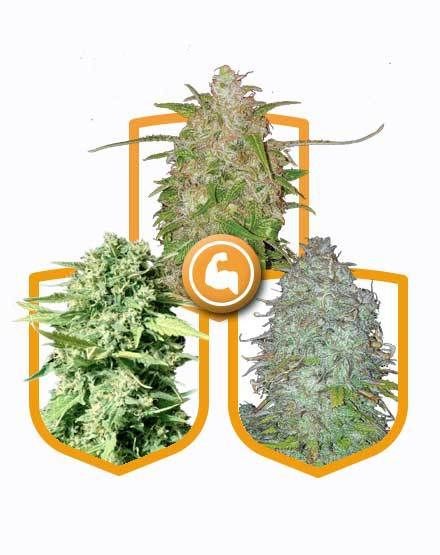Super Strong Seed Pack