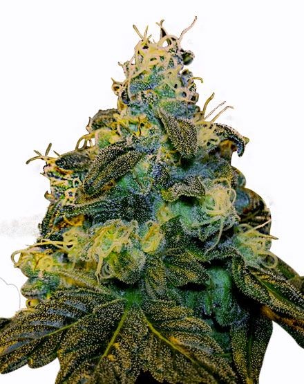 Super Sweet Tooth Feminized Seeds