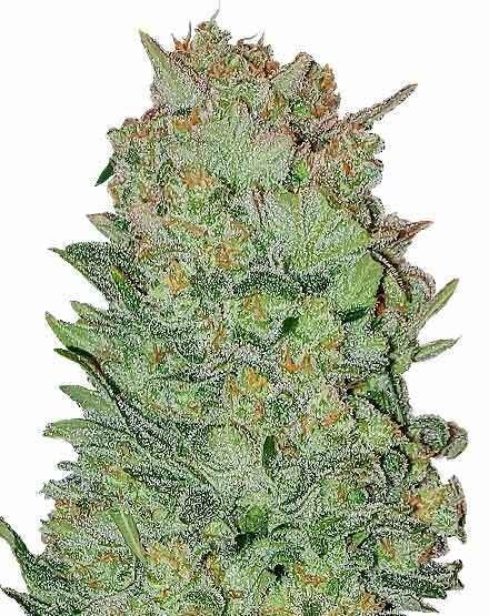 THC Bomb Autoflower Seeds