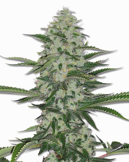 THC Bomb Regular Seeds