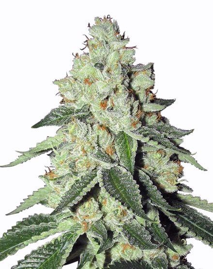 THC Snow Regular Seeds