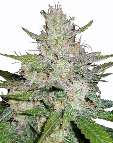 Tangerine Dream Autoflower Seeds