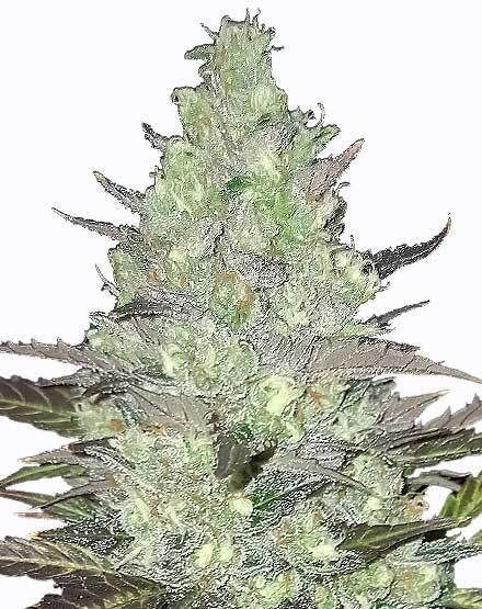 Tangie Feminized Seeds