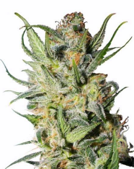 Thai Stick Regular Seeds