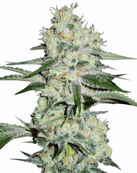 The Cheese Regular Seeds