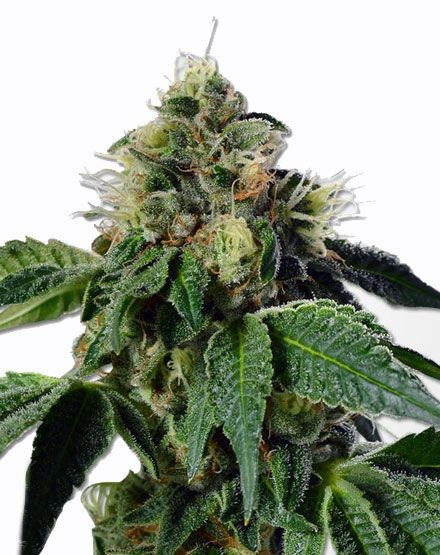 Trainwreck Feminized Seeds