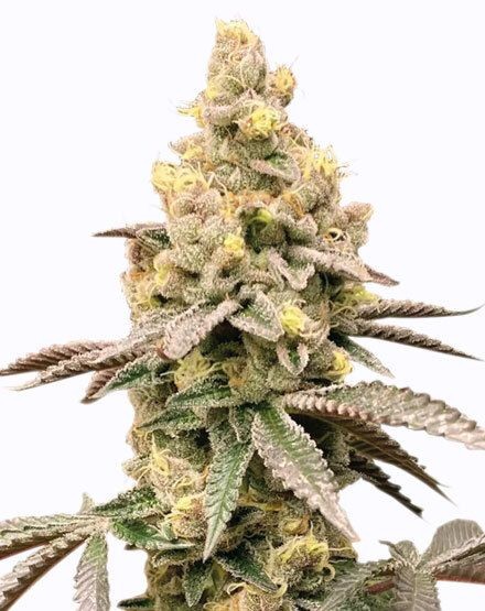 Tropicana Cookies Purple Autoflower Seeds