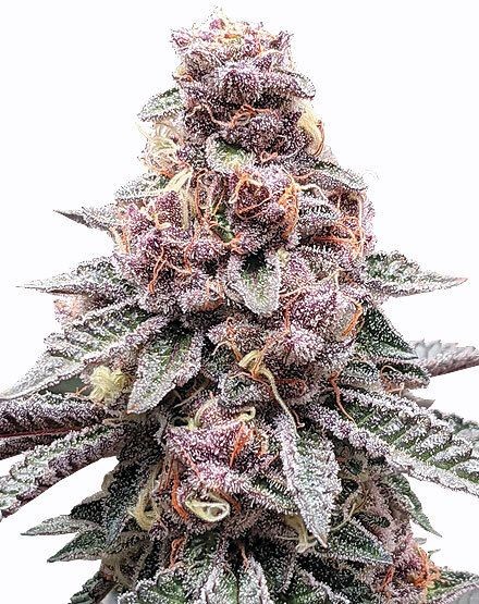 Tropicana Cookies Purple Feminized Seeds