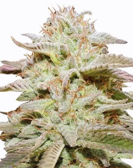 Wedding Cake Autoflower Seeds
