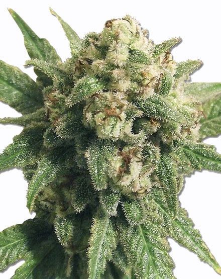 White Cheese Autoflower Seeds