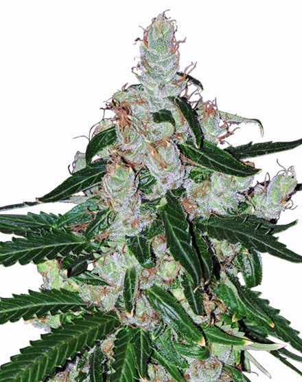 White LSD Autoflower Seeds