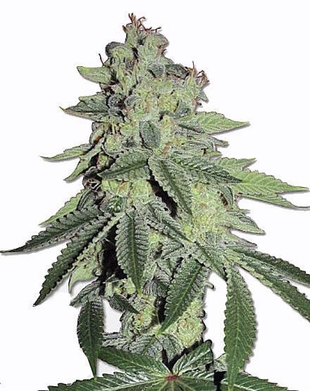 White LSD Feminized Seeds
