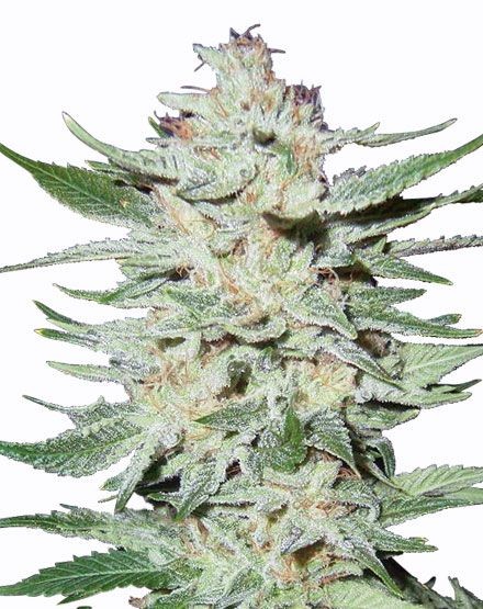 White Rhino Regular Seeds