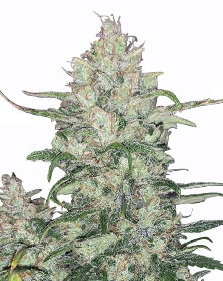 White Runtz Feminized Seeds