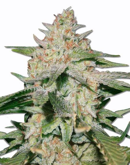 White Ruski Feminized Seeds