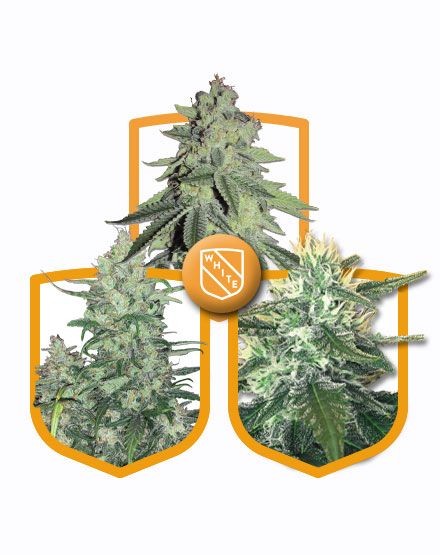 White Strains Variety Pack