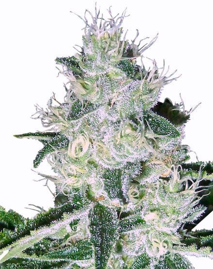 White Widow Autoflower Seeds