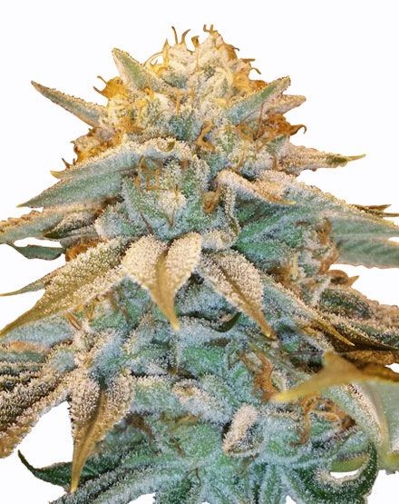 White Widow Feminized Seeds