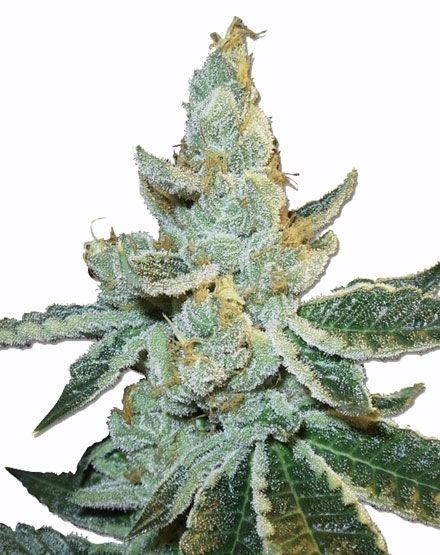 White Widow Max Autoflower Seeds
