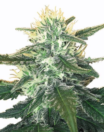 White Widow Max Feminized Seeds