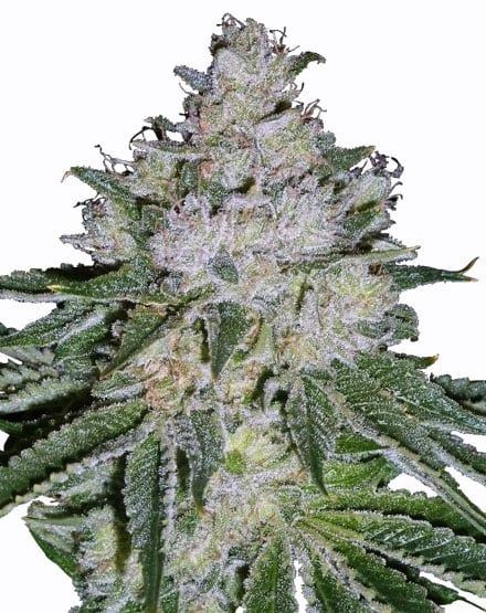 White Widow Skunk Feminized Seeds