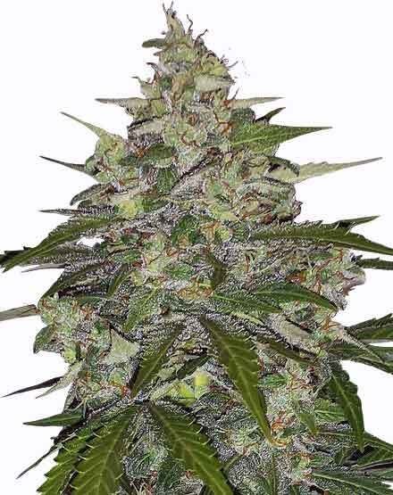 Zkittlez Regular Seeds