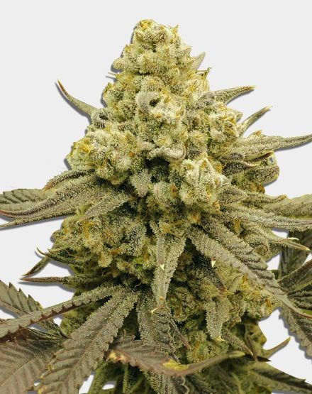 Zoap Feminized Seeds